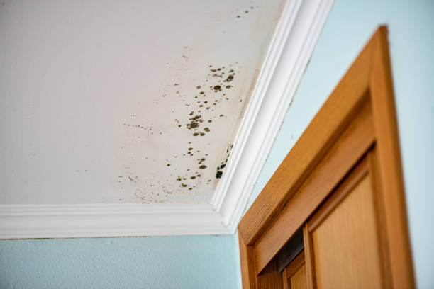 Best Mold Cleaning Services  in Clarion, PA