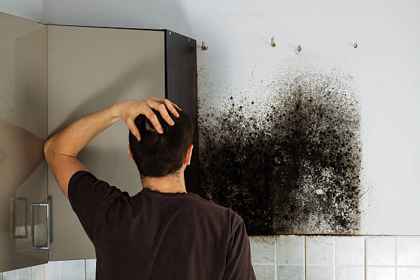 Best Mold Inspection  in Clarion, PA